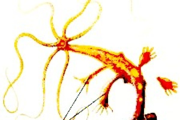 Kraken19 at