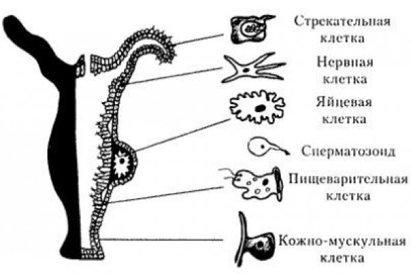Кракен актуальная ссылка на сегодня