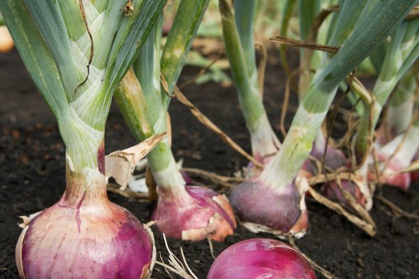 Kraken onion сайта