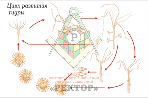 Kraken сайт tor